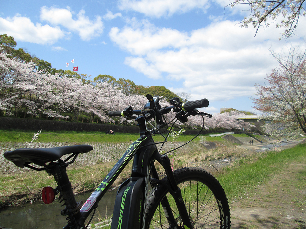 京都の花見は、花も団子も自転車も！春も琵琶湖サイクリングは良いものですね♪洛西口店 上田副店長がご紹介