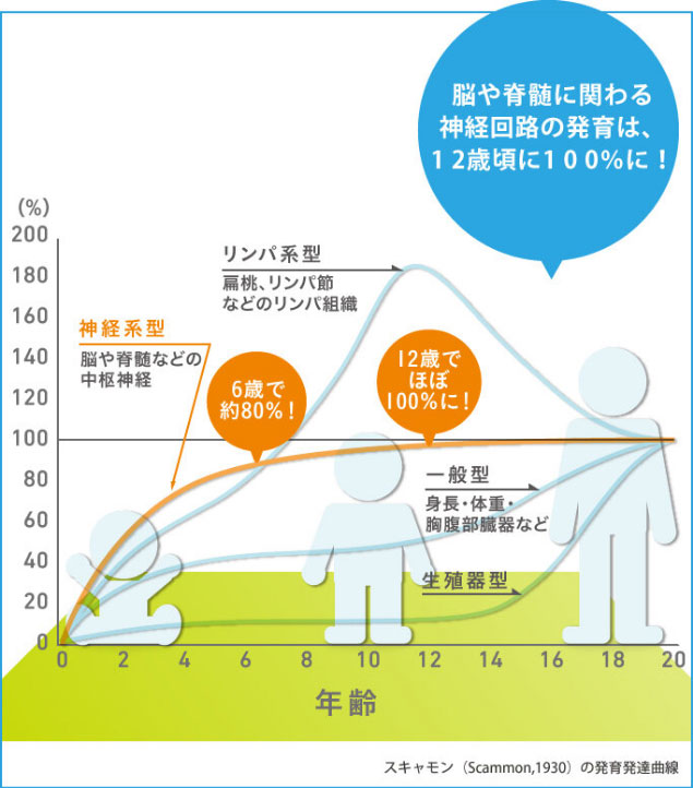 スキャモン（Scammon,1930）の発育発達の曲線